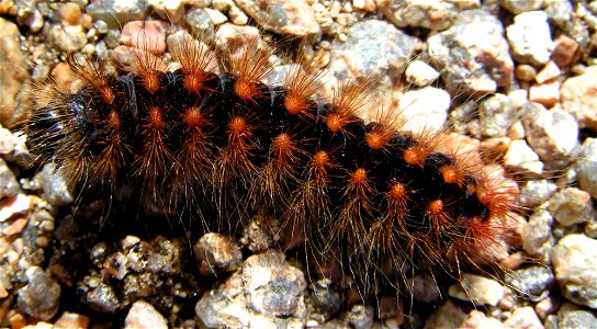 Caterpillar of Acronicta auricoma