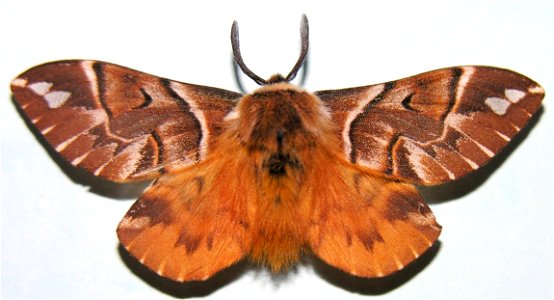 Endromis vesicolora 2