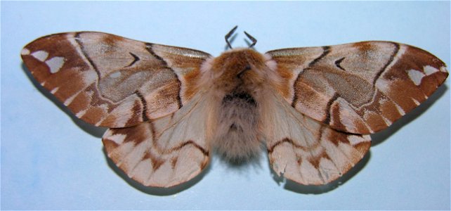 Endromis vesicolora 3