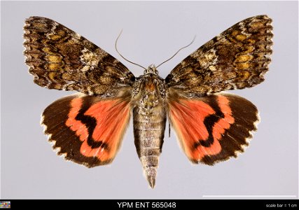 Yale Peabody Museum, Entomology Division Catalog #: YPM ENT 565048 Taxon: Catocala sponsa (L.) (dorsal) Family: Erebidae Taxon Remarks: Animals and Plants: Invertebrates - Insects Collector: John Reic photo