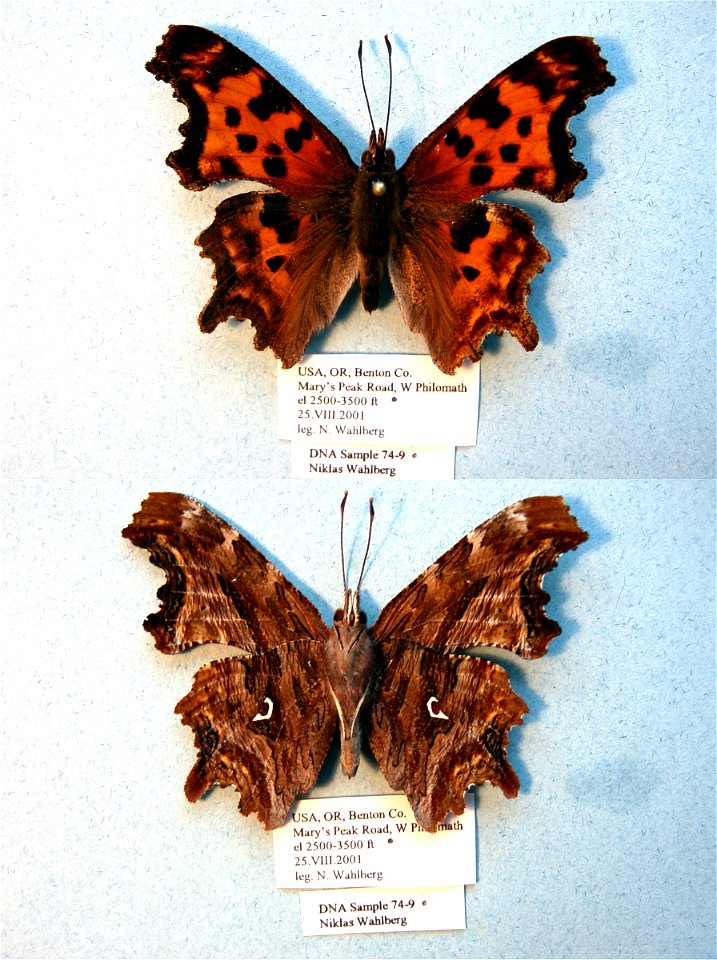 UNITED STATES OF AMERICA.  Benton Co., OR,  Cladistics 2003, BJLS 2005, BMC 2009,  Exemplar,  <a href="http://nymphalidae.utu.fi/story.php?code=NW74-9" rel="nofollow">see in our database</a&g
