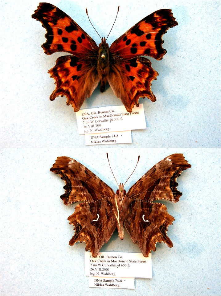UNITED STATES OF AMERICA.  Benton Co., OR,  BMC 2009,   <a href="http://nymphalidae.utu.fi/story.php?code=NW74-8" rel="nofollow">see in our database</a>