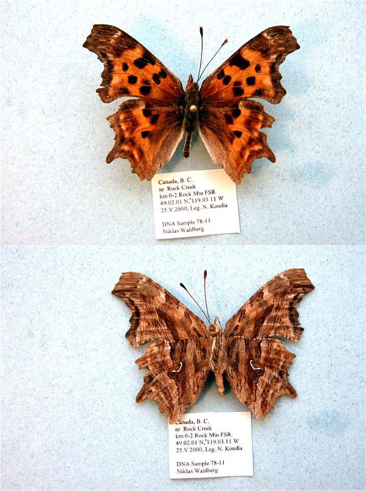 CANADA.  km 0-2 Rocky Mtn FSR, nr Rock Creek, B. C.,    <a href="http://nymphalidae.utu.fi/story.php?code=NW78-11" rel="nofollow">see in our database</a>