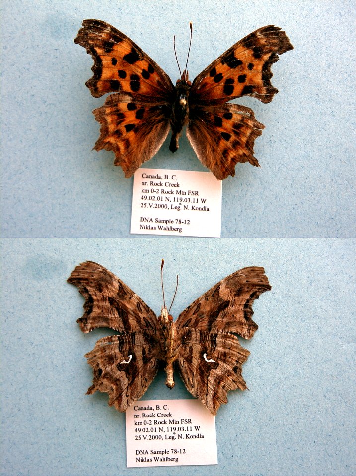 CANADA.  km 0-2 Rocky Mtn FSR, nr Rock Creek, B. C.,    <a href="http://nymphalidae.utu.fi/story.php?code=NW78-12" rel="nofollow">see in our database</a>