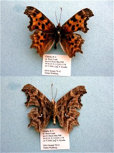 CANADA.  km 0-2 Rocky Mtn FSR, nr Rock Creek, B. C.,    <a href="http://nymphalidae.utu.fi/story.php?code=NW78-12" rel="nofollow">see in our database</a>