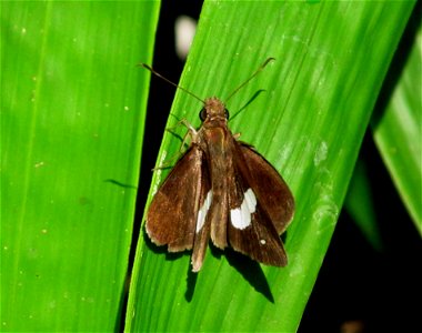 Common Banded Demon_Notocrypta paralysos