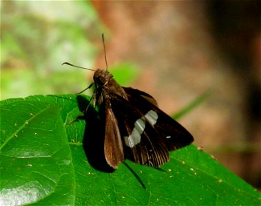 Common Banded Demon_Notocrypta paralysos