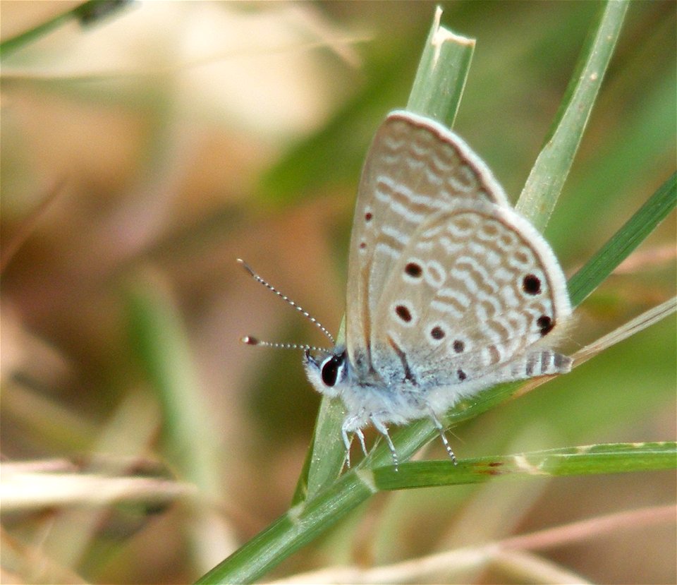 Bright Babul Blue