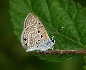 Bright Babul Blue (Azanus ubaldus)