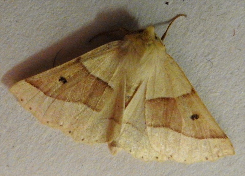 Crocallis elinguaria