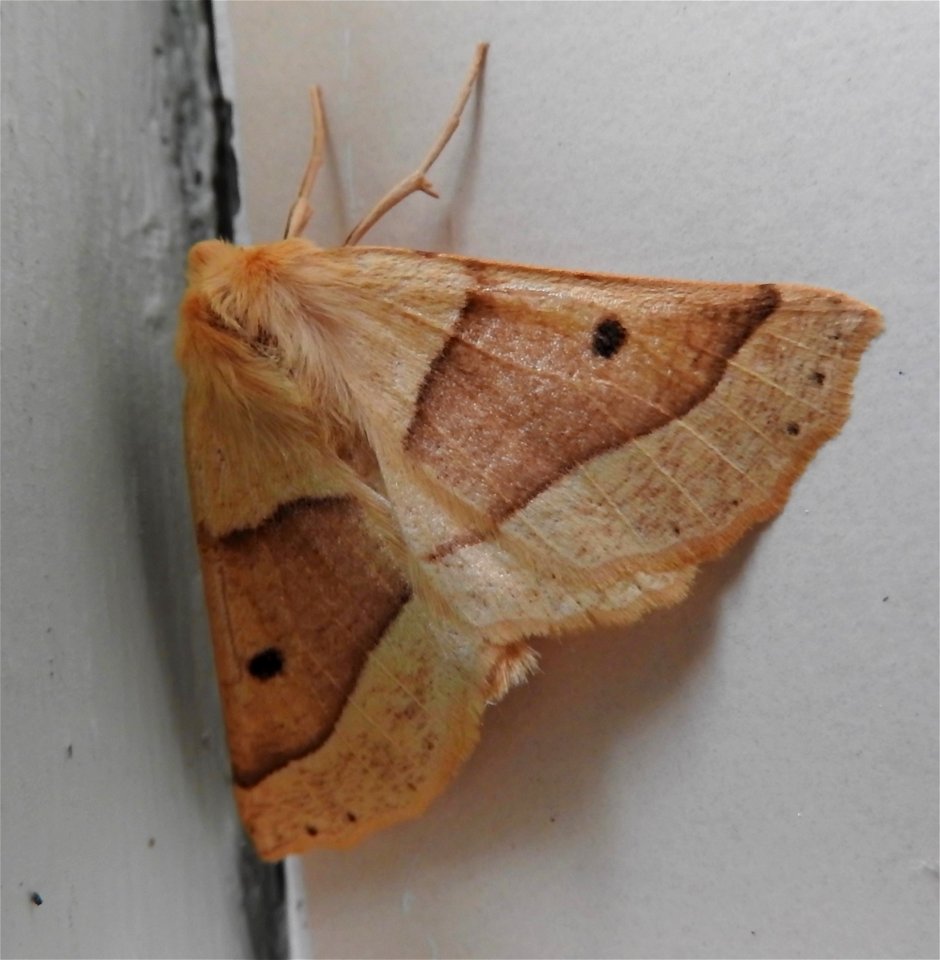 Crocallis elinguaria