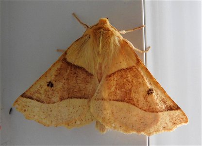 Scalloped Oak moth photo