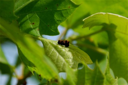 Adults of Neochlamisus platani mating on the host plant Platanus occidentalis photo