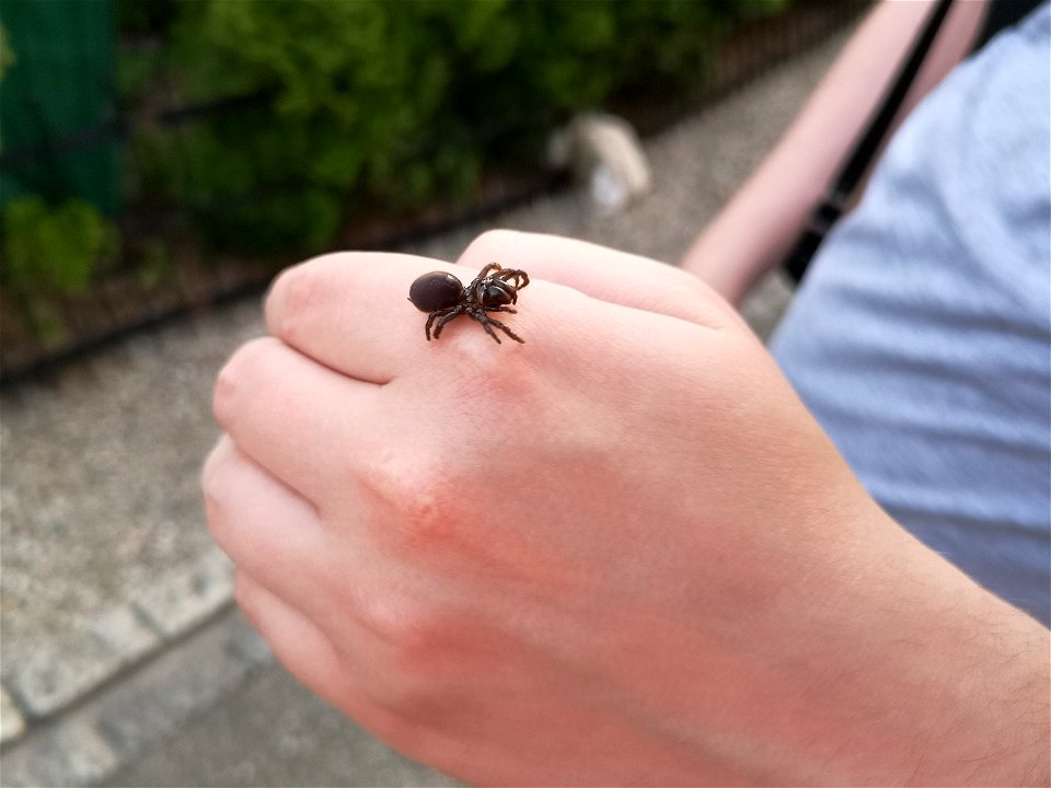 Atypus Muralis spider photographed on hand in Geroldswil, Zürich, Switzerland in June 2021.