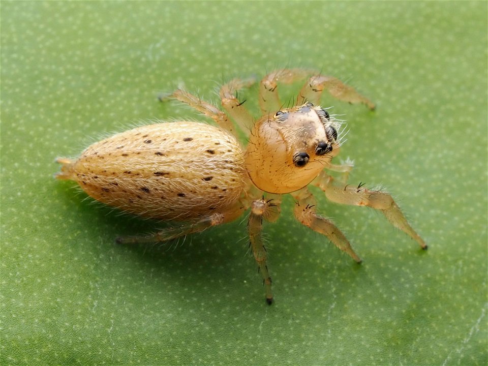 Adult female Colonus puerperus jumping spider