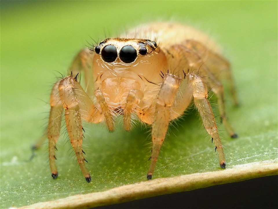 Adult female Colonus puerperus jumping spider