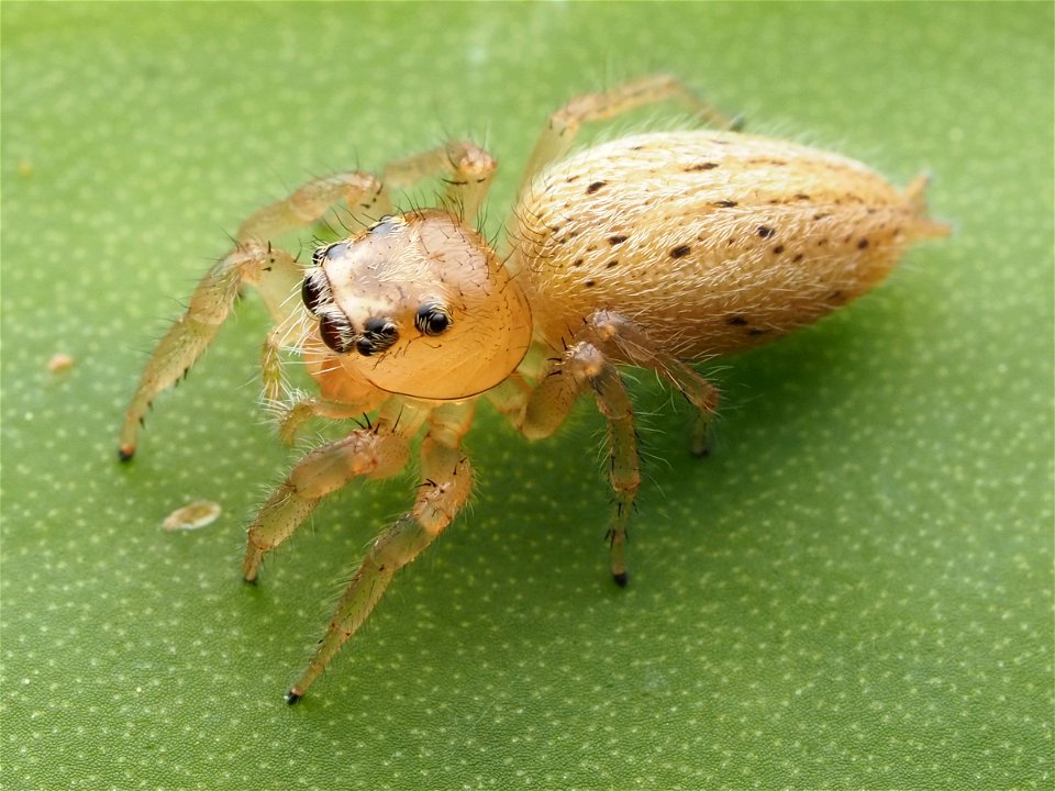 Adult female Colonus puerperus jumping spider