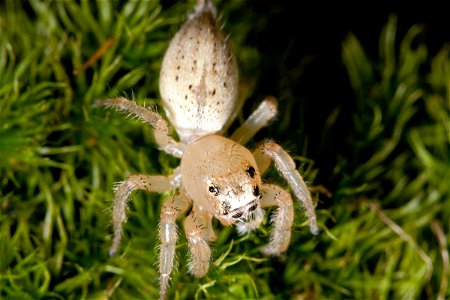 Thiodina puerpera (adult female) at Shelby Park in Nashville, Tennessee photo