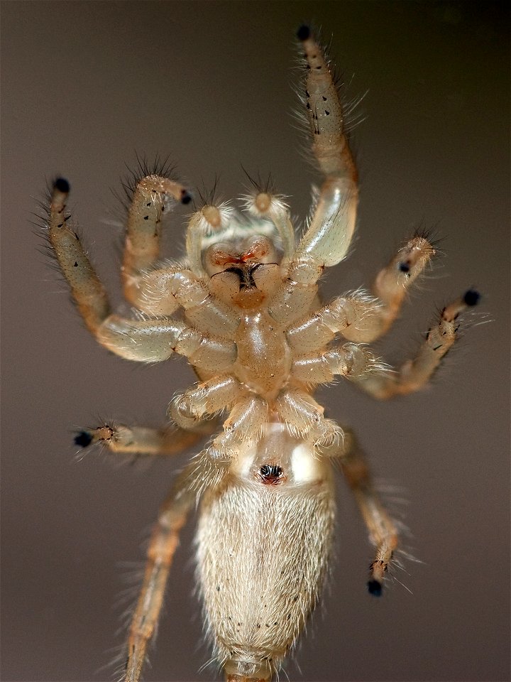 Underside of adult female Thiodina puerpera showing characteristics of the genus (four bulbous setae on tibia of first pair of legs) and species (lateral pouches of the epigynal ridge lying very close
