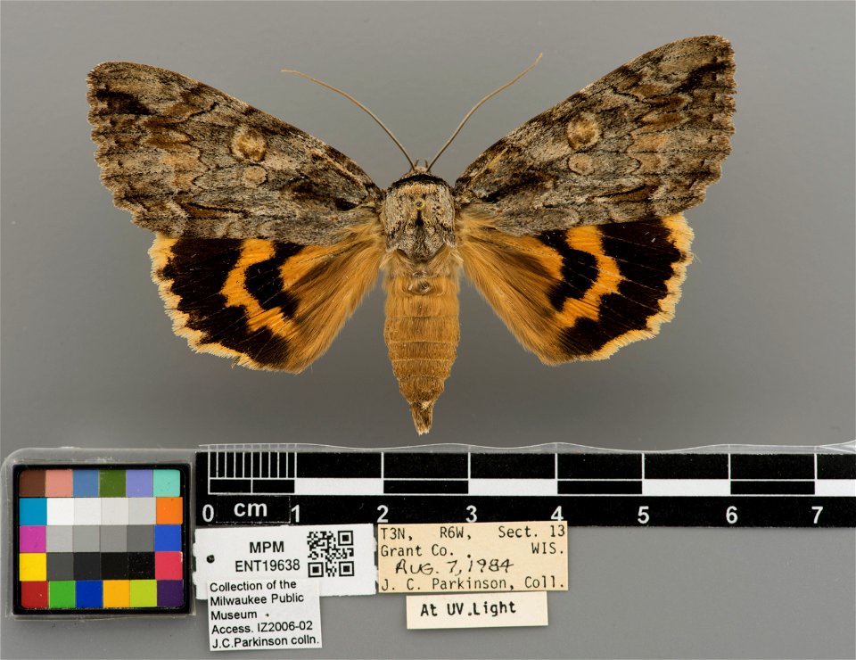 Milwaukee Public Museum, Invertebrate Zoology-Insect Collection
Catalog #: ENT19638
Taxon: Catocala neogama (J.E. Smith, 1797) (dorsal)
Family: Erebidae
Collector: James C. Parkinson
Date: 1984-08-07
