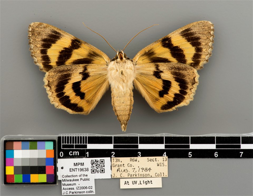 Milwaukee Public Museum, Invertebrate Zoology-Insect Collection
Catalog #: ENT19638
Taxon: Catocala neogama (J.E. Smith, 1797) (dorsal)
Family: Erebidae
Collector: James C. Parkinson
Date: 1984-08-07
