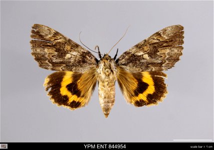 Yale Peabody Museum, Entomology Division
Catalog #: YPM ENT 844954
Taxon: Catocala neogama (J. E. Sm.) (dorsal)
Family: Erebidae
Taxon Remarks: Animals and Plants: Invertebrates - Insects
Collector: D