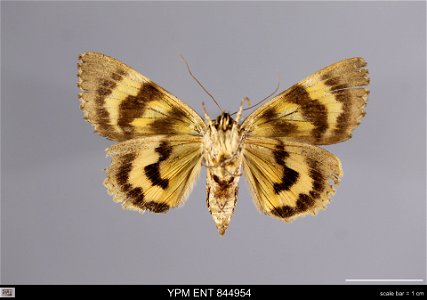 Yale Peabody Museum, Entomology Division Catalog #: YPM ENT 844954 Taxon: Catocala neogama (J. E. Sm.) (ventral) Family: Erebidae Taxon Remarks: Animals and Plants: Invertebrates - Insects Collector: photo