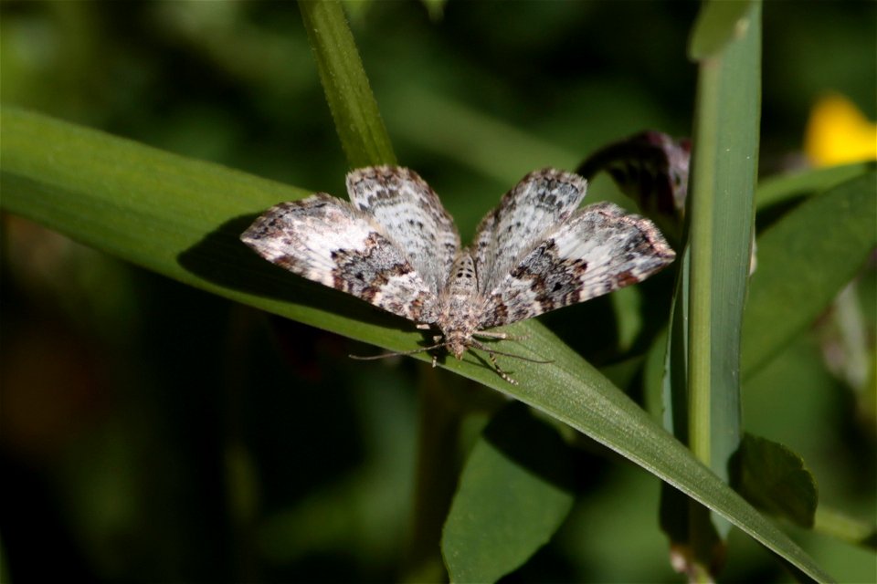 Common Carpet Moth (Epirrhoe alternata)