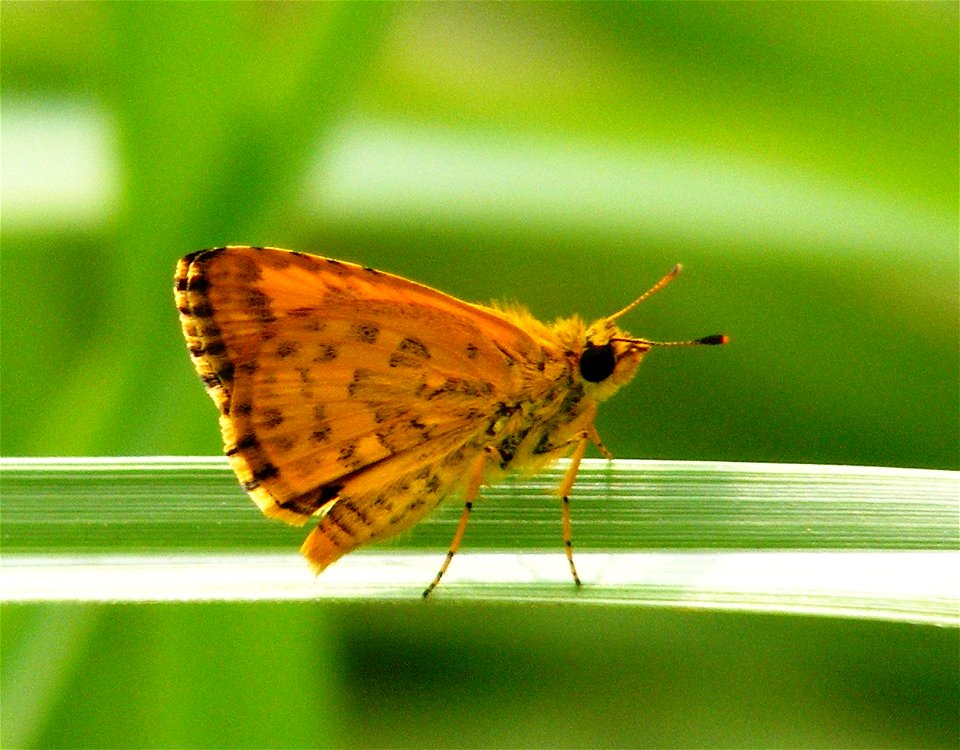 Bush Hopper (Ampittia dioscorides)