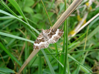 Epirrhoe alternata

 Graubinden-Labkrautspanner