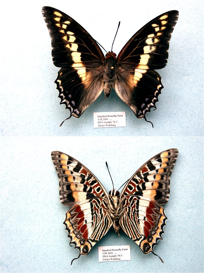 Stratford Butterfly Farm, UK.   MPE 2003, PRS 2005, MPE 2006, Biol.Lett.2008, Sys Bio 2008, MPE 2009, PRS 2009, BJLS2010, PRS 2012,  Phylogenomics, Exemplar,  <a href="http://nymphalidae.utu.fi/sto