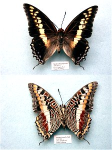 Stratford Butterfly Farm, UK. MPE 2003, PRS 2005, MPE 2006, Biol.Lett.2008, Sys Bio 2008, MPE 2009, PRS 2009, BJLS2010, PRS 2012, Phylogenomics, Exemplar, <a href="http://nymphalidae.utu.fi/sto photo