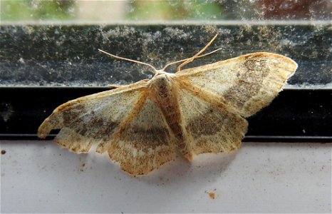 Riband Wave moth photo