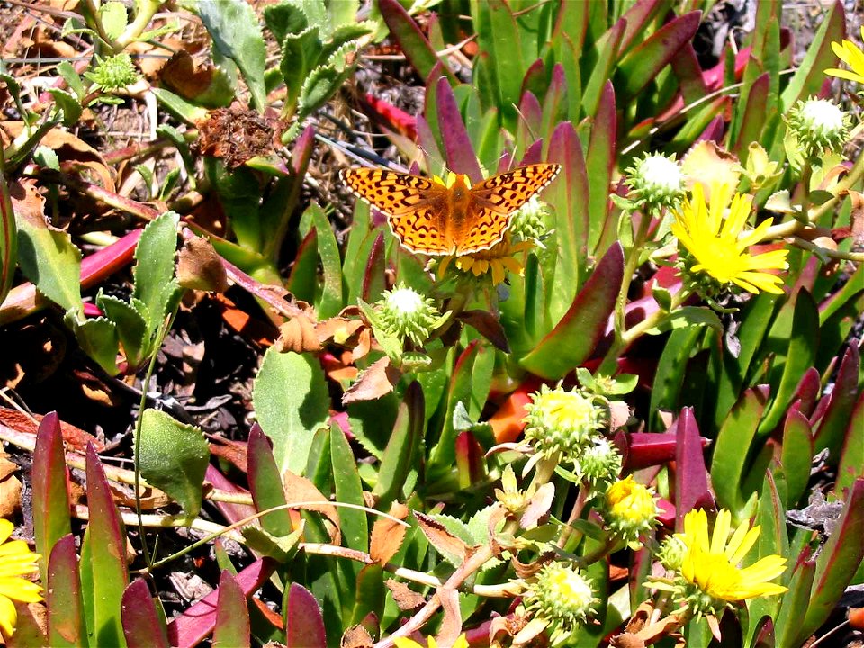 Image title: The endangered myrtle silverspot butterfly insect speyeria zerene myrtleae
Image from Public domain images website, http://www.public-domain-image.com/full-image/fauna-animals-public-doma