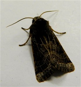 Omphaloscelis lunosa
