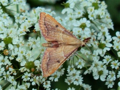 Motýl zavíječ červenavý z Podkomorských lesů. Česká republika, jižní Morava photo