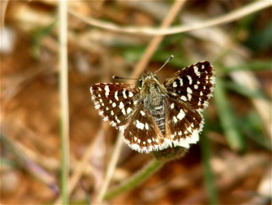 Indian Skipper_Spialia galba