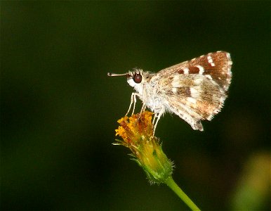 Indian Grizzled Skipper photo