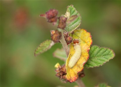 Caterpillar on Waltheria Indica