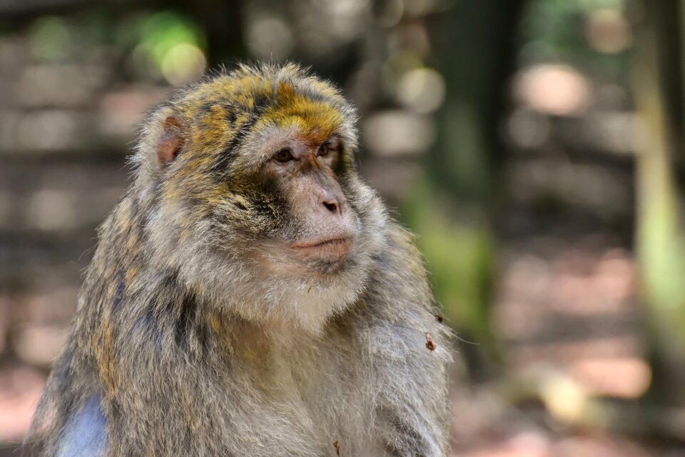 Animal wild animal zoo