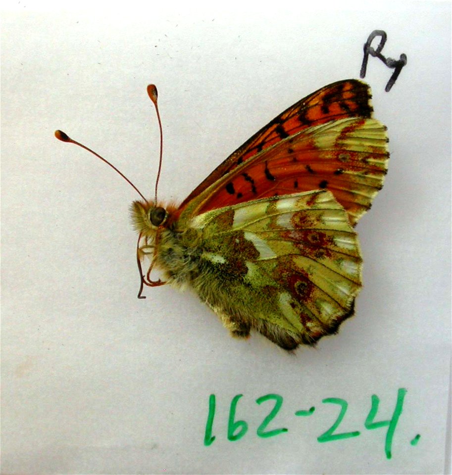 FRANCE.  Languedoc, Ariege 09, Ustou, Etang de la Hillette, 1800m,    <a href="http://nymphalidae.utu.fi/story.php?code=NW162-24" rel="nofollow">see in our database</a>