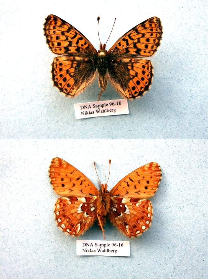 RUSSIA.  Eno Zero Lakes, Kola Peninsula,  PRS 2009, SysBiodiv 2010,  Exemplar,  <a href="http://nymphalidae.utu.fi/story.php?code=NW96-16" rel="nofollow">see in our database</a>