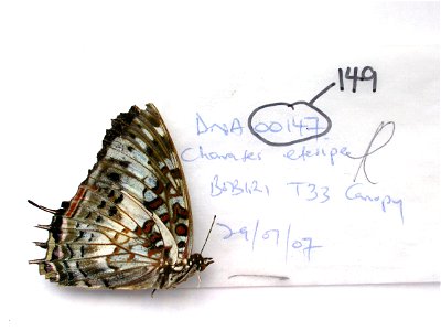 GHANA. Bobiri, MPE 2009, Exemplar, <a href="http://nymphalidae.utu.fi/story.php?code=KAP149" rel="nofollow">see in our database</a> photo