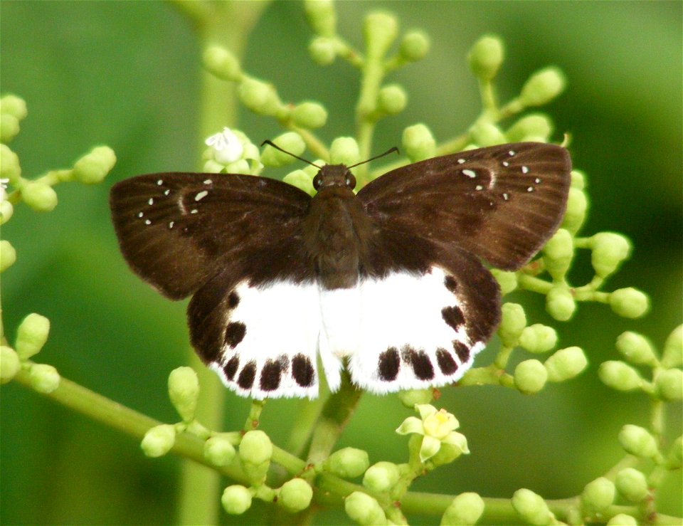 Water Snow Flat_Tagiades litigiosa