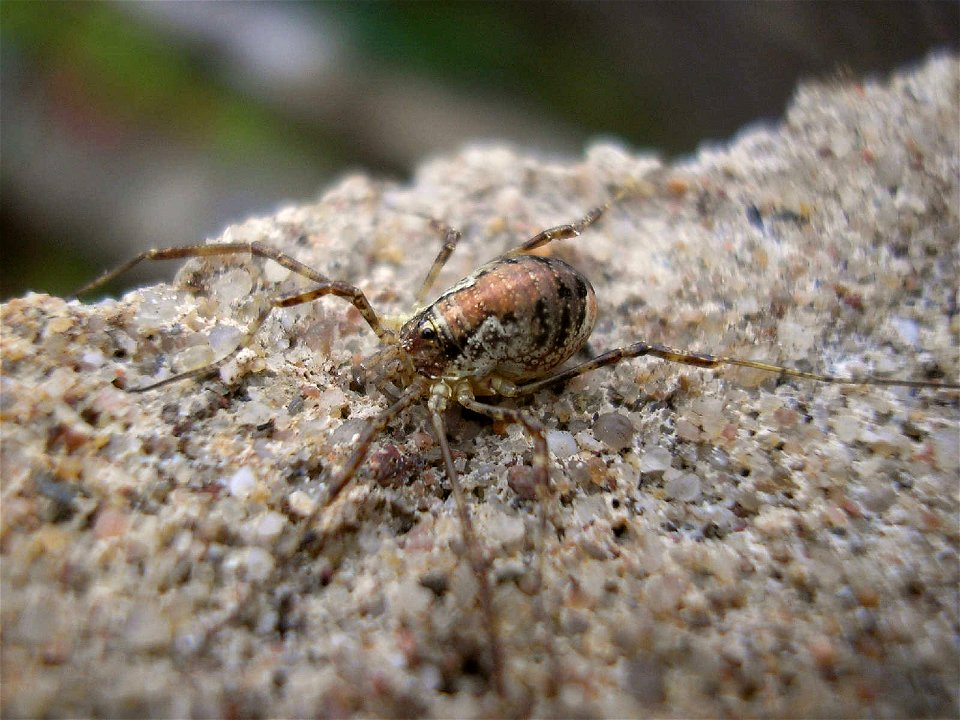 Female Harvestman of species Paroligolophus agrestisLocation: Enschede, NetherlandsKeywords: Opiliones, Harvestmen, Oligolophinae