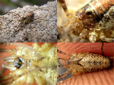 Female Harvestman of species Paroligolophus agrestisLocation: Enschede, NetherlandsKeywords: Opiliones, Harvestmen, Oligolophinae