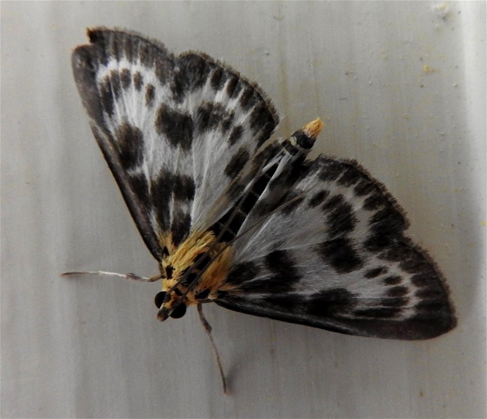 Anania hortulata

Braintree, Essex, UK