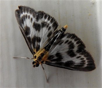 Anania hortulata

Braintree, Essex, UK