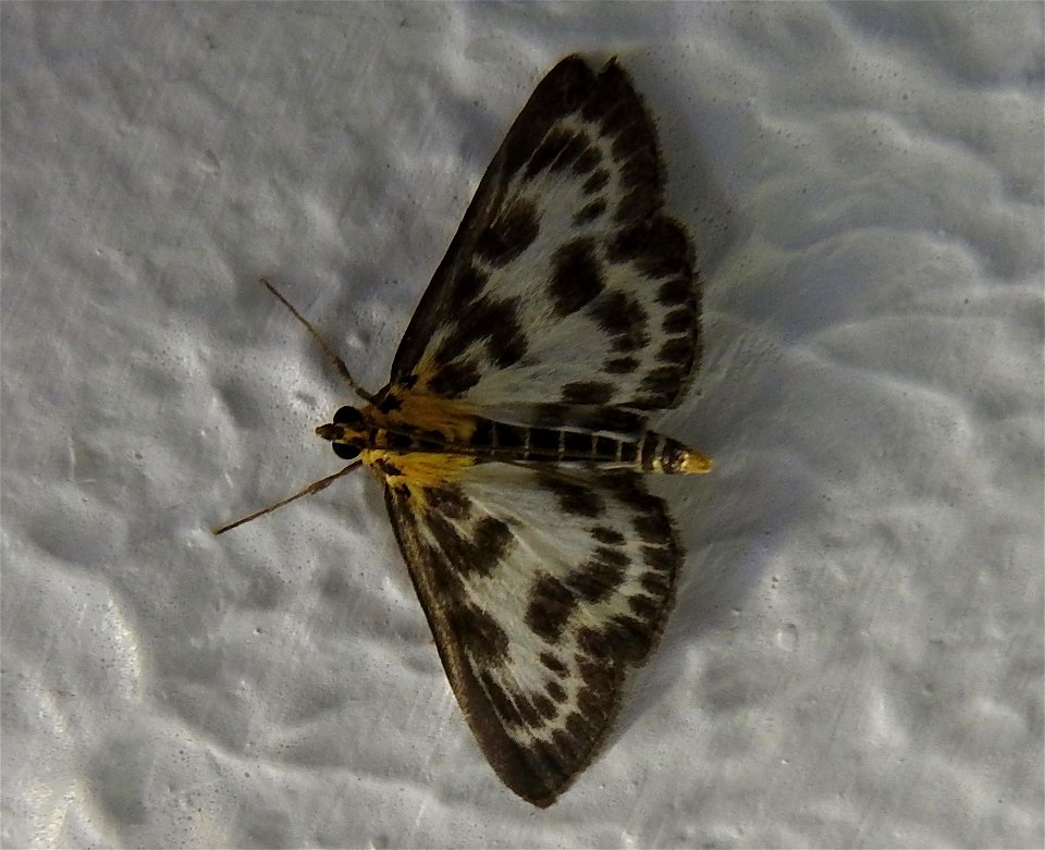 Anania hortulata

Braintree, Essex, UK