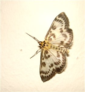 Eurrhypara hortulata  Zavíječ zahradní